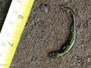 Long-toed Salamander