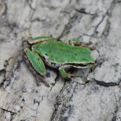 RPacific Chorus Tree Frog