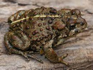 Western Toad Tracks