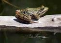 Red Legged Frog