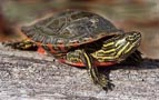 western painted turtle tracks