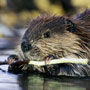 Beaver Tracking Tutorial