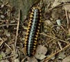 millipede tracks