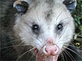 Opossum Tracks Tutorial