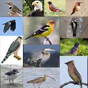 Introduction to Bird tracking